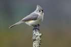 Titmouse, Paridae, Kentucky Art Print